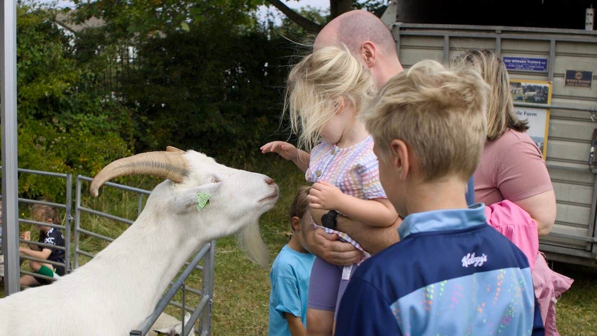 A family feeding a large white goat