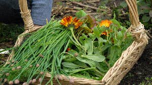 Image of organic vegetables
