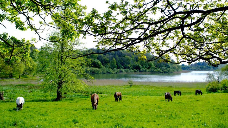 A group of horses grazing on grass near a lake at Castle Leslie, Monaghan