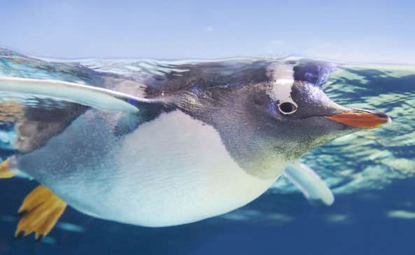 A Gentoo penguin swimming under the water