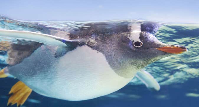 A Gentoo penguin swimming under the water