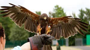 Birds of Prey at Mayfield Falconry