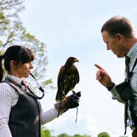 A Hawkeye Falconry handler appears to speak to his hawk while resting on the hand of another handler