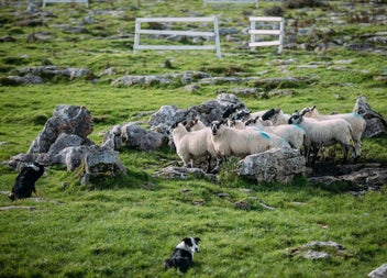 Sheepdogs minding a flock