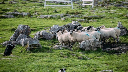 Sheepdogs minding a flock