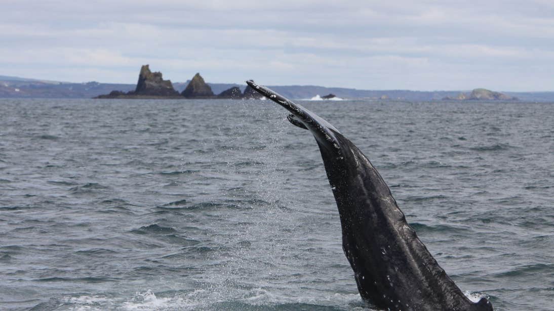 A humpback whale breeching in the Atlantic Ocean