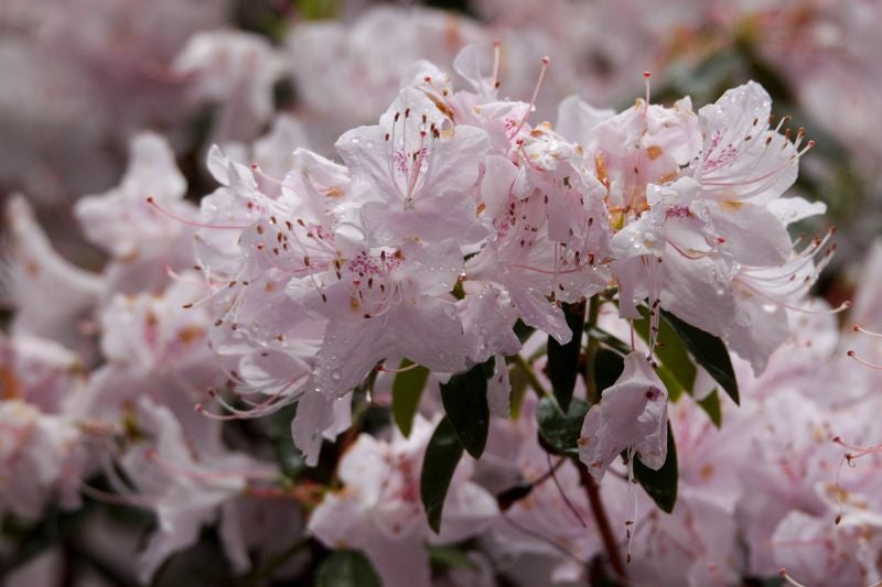 Discover Irelands Ancient East Gardens