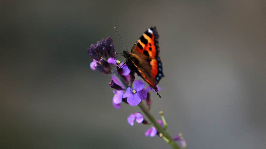 Butterfly sitting on a purple flower.
