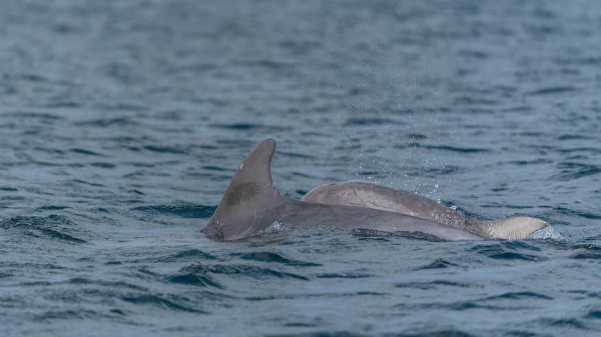 Dolphins in Kilrush, Co Clare