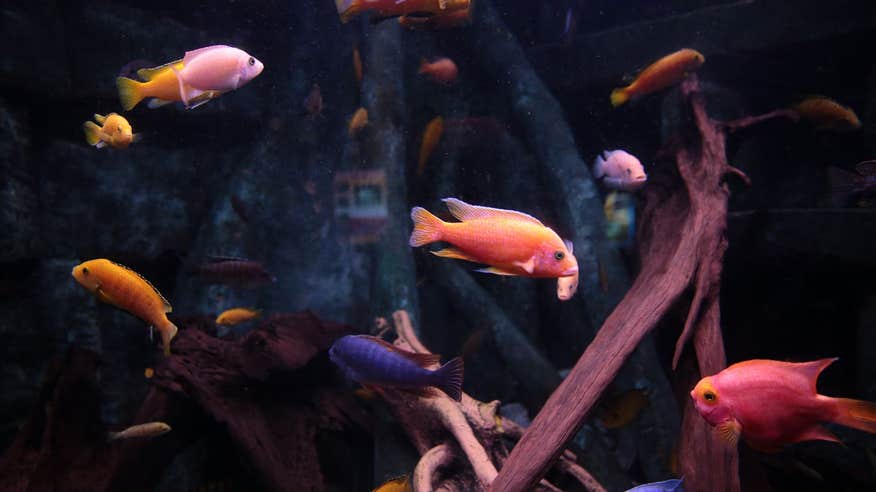 Colourful fish swimming in a tank in Dingle Oceanworld, Kerry