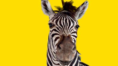 Zebra on yellow background