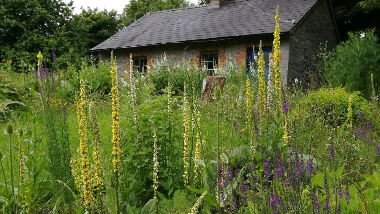 The Herb School cottage in the countryside with tall wild plants around it