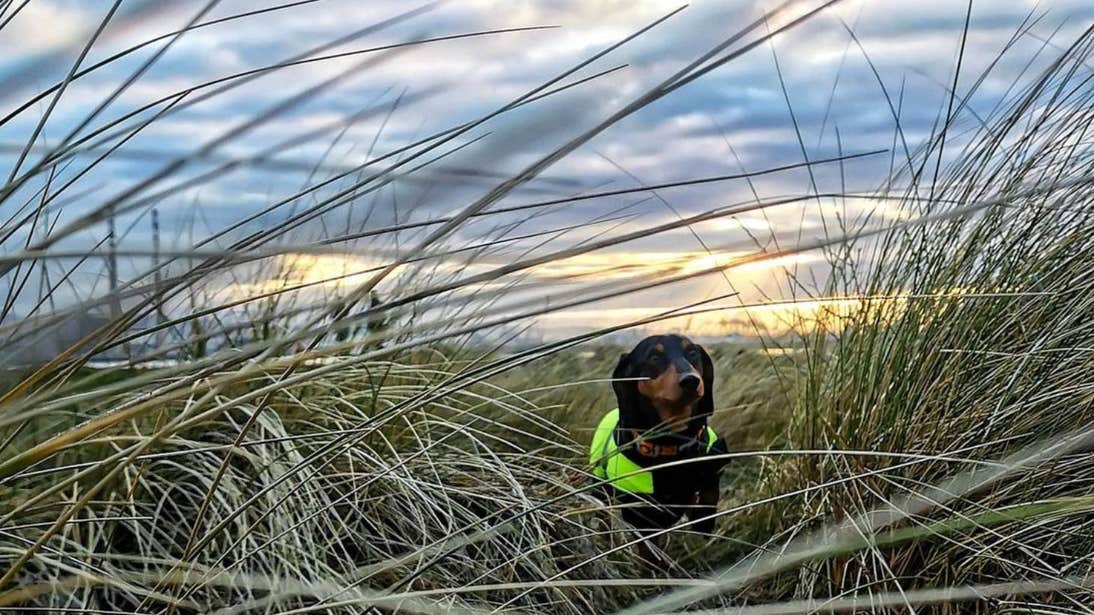 Dog standing in the grass at Dollymount Beach, Dublin