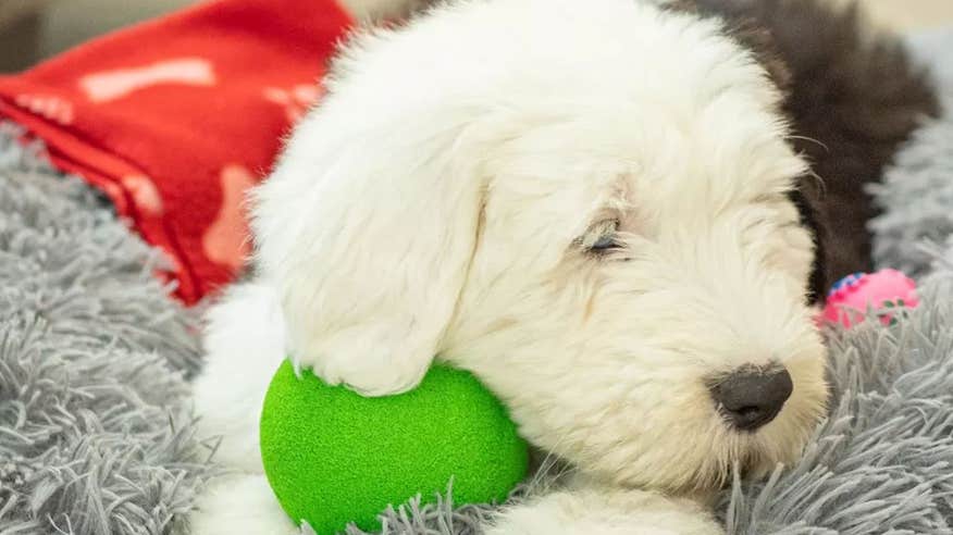 A puppy resting on a dog bed