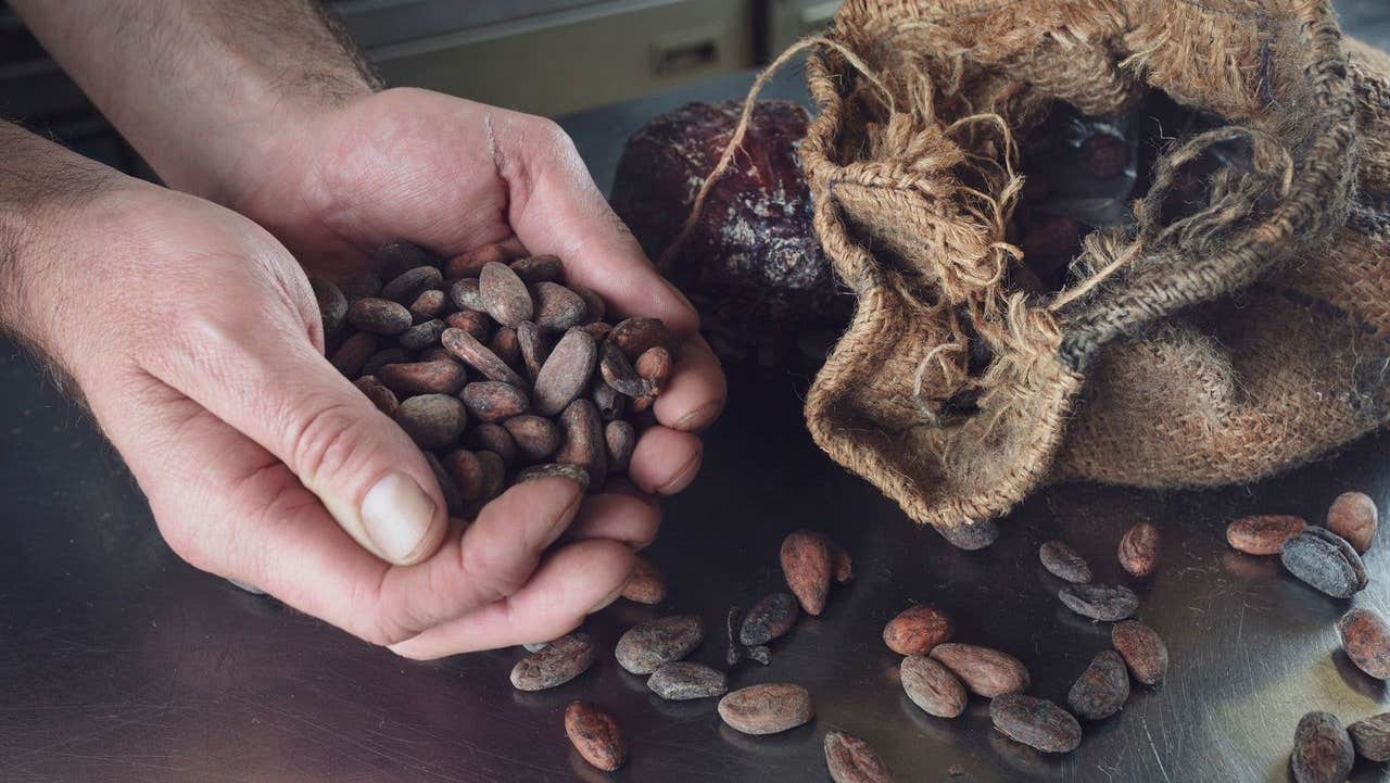 Hands holding a bunch of cocoa beans at Lorge Chocolatier