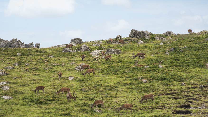 Irish red deer on the Blasket Islands in Co Kerry