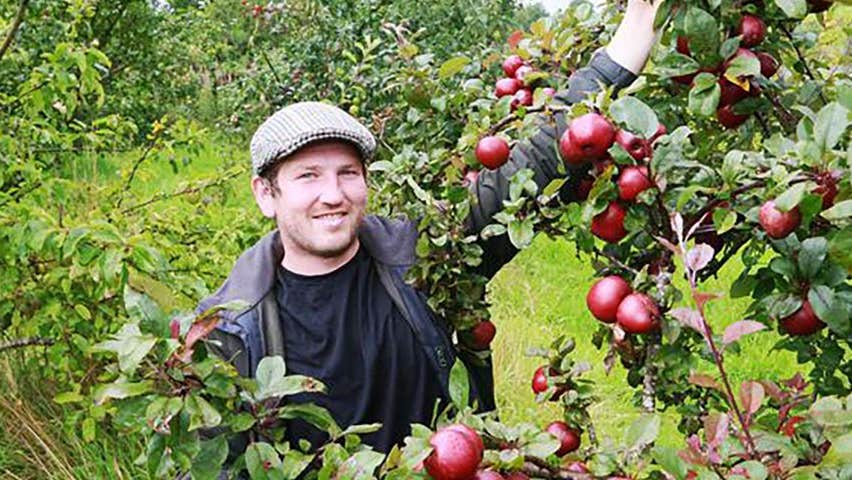 A worker in an apple orchard picking apples