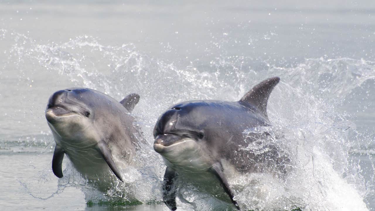 Bottlenose Dolphins swimming in the surf