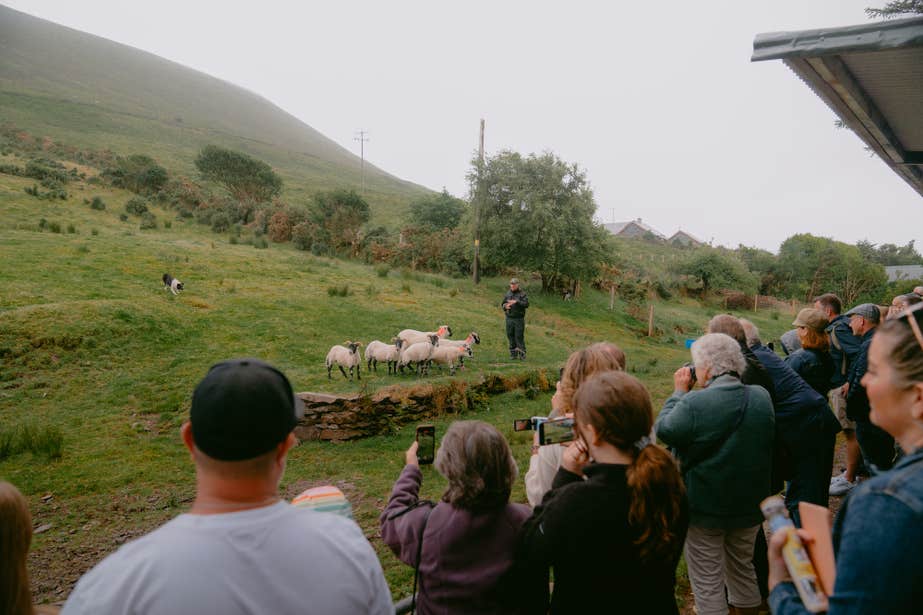 A group of people watching a shepherd and a Border Collie herding a her of sheep at Caitin's Pub in County Kerry.