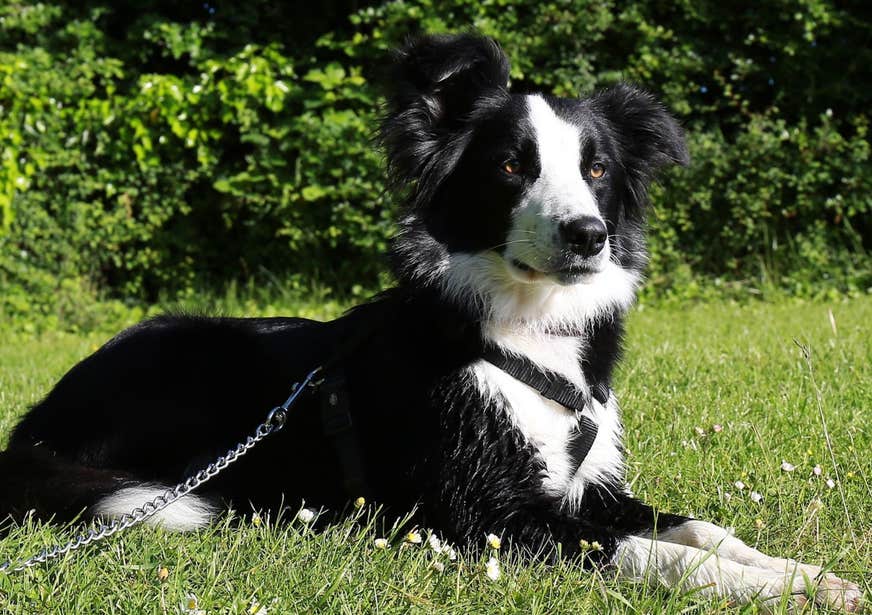 A border collie sitting on the grass