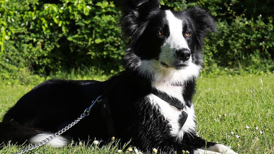 A border collie sitting on the grass