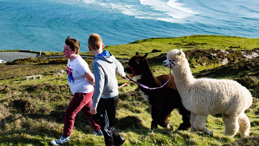 Boys walking with alpacas at Wild Alpaca Way Malin Head County Donegal
