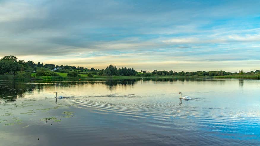 Swans floating on a lake with a backdrop of rich green meadows in Co. Longford