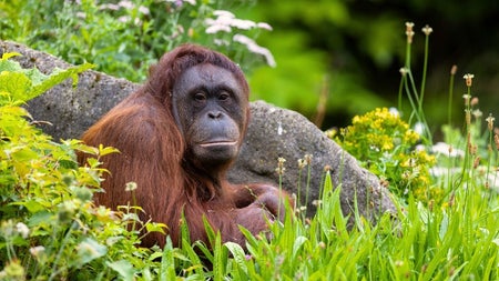 An Orang Utan at Dublin Zoo