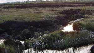 Fenor Bog