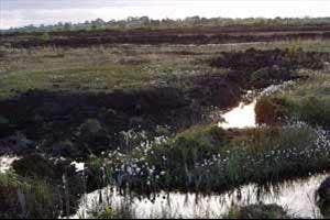 Fenor Bog, Fenor, Waterford