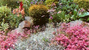 Celtic Plantarum Dundrum