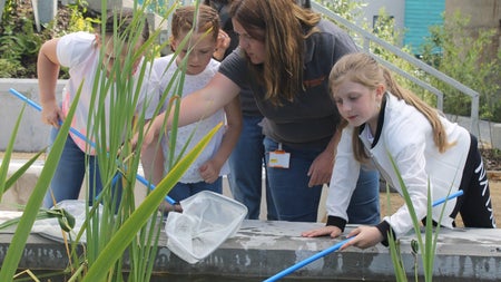 Adult and three children searching in a pond with fishing nets with blue handles