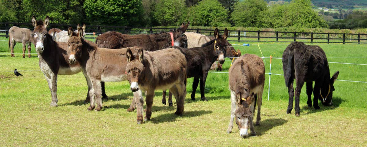 Eleven donkeys grazing in a fenced in meadow