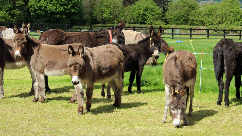 Eleven donkeys grazing in a fenced in meadow
