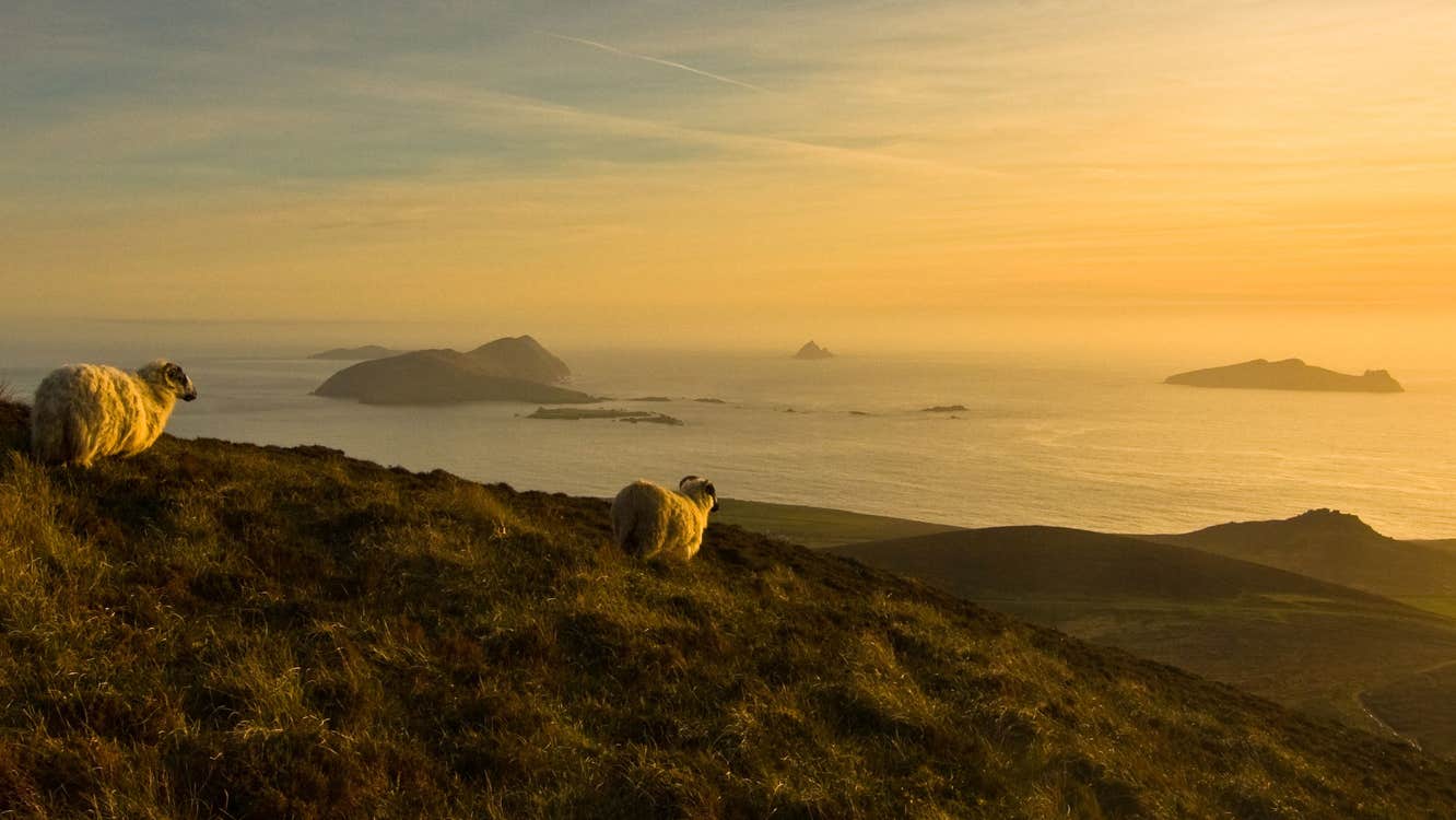 Sheep, with a view of the Blasket Islands, Co. Kerry