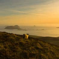 Sheep, with a view of the Blasket Islands, Co. Kerry