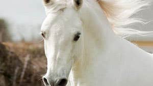 A white horse at Dartfield Country Estate and Horse Museum