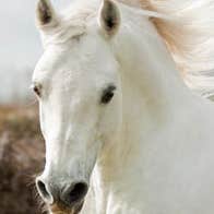 A white horse at Dartfield Country Estate and Horse Museum