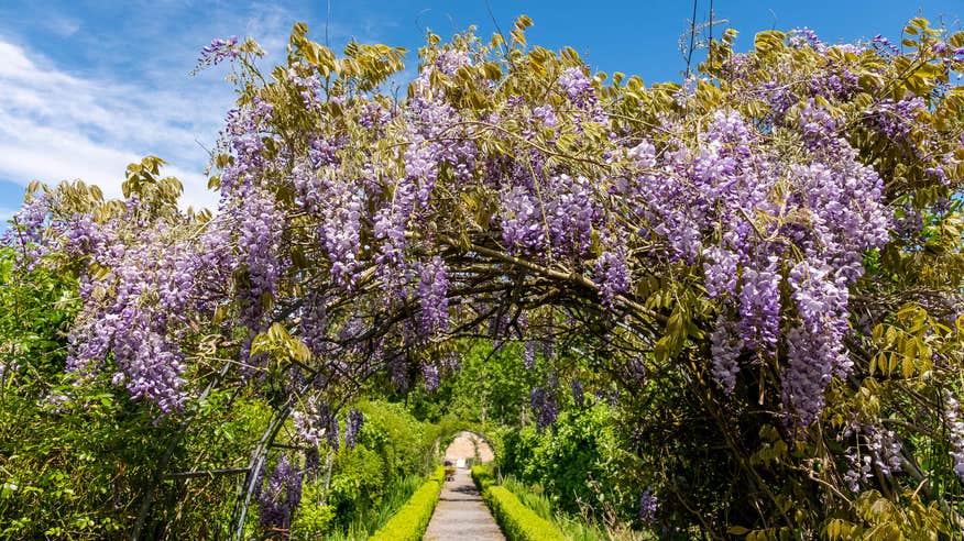Arch of flowers above a path at Portumna Castle and Gardens.