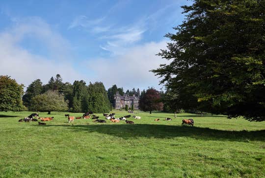 The exterior of Clonalis House in the distance with a field and livestock in foreground