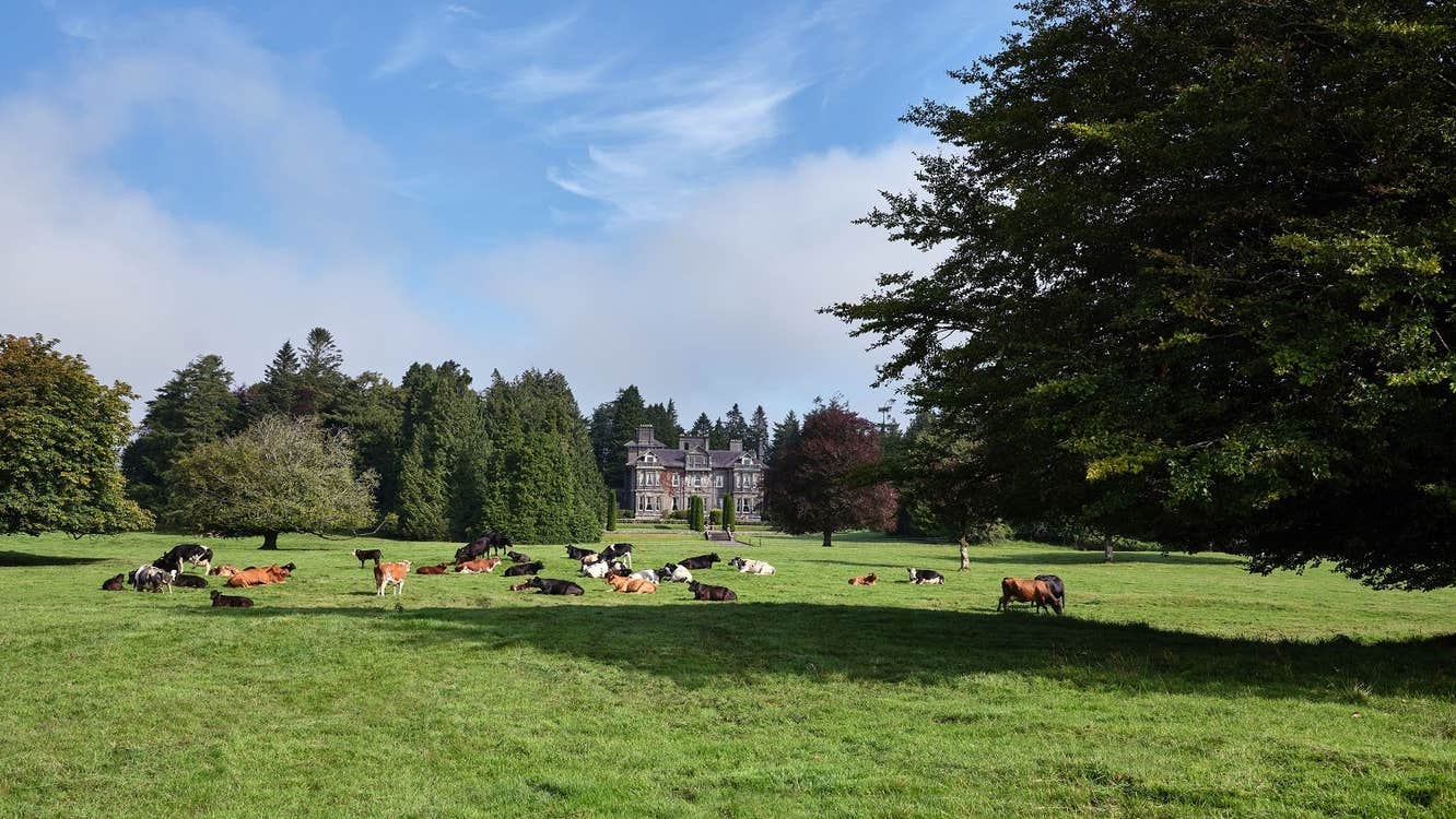 The exterior of Clonalis House in the distance with a field and livestock in foreground
