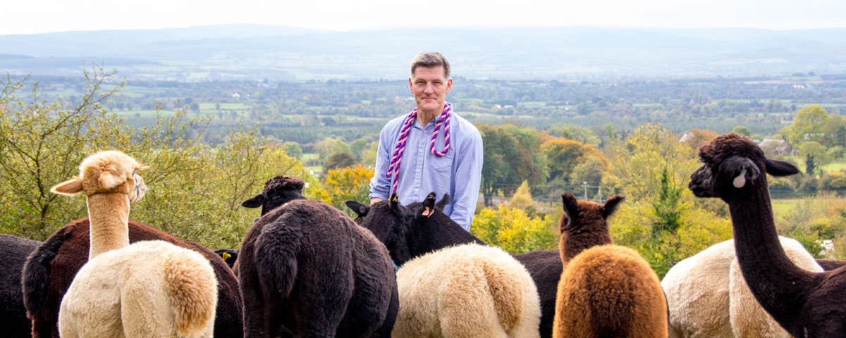A man standing with alpacas on the K2alpacas farm