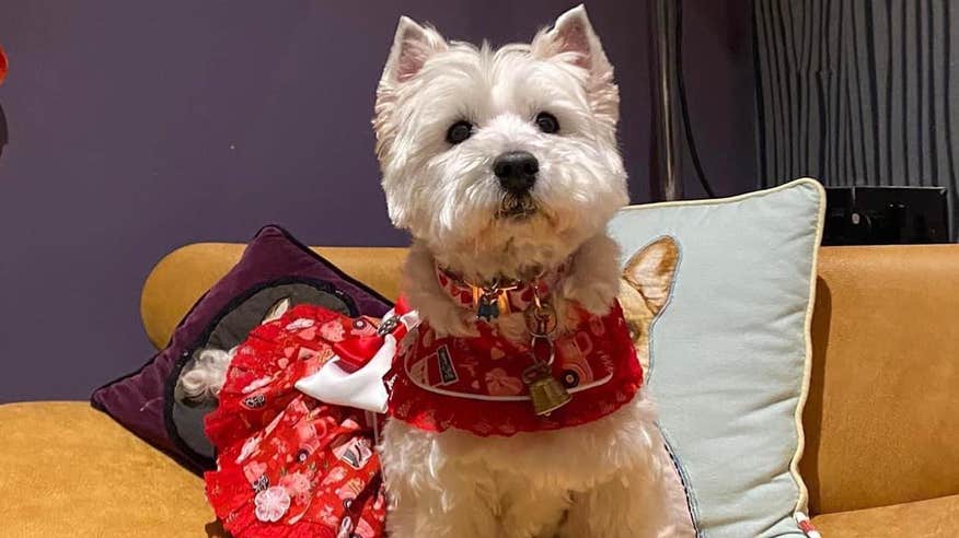 A dog sitting on a chair at The Twelve Hotel in Galway.