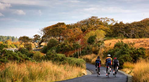 Three cyclists on bikes in Glenveagh National Park on a track lined with trees