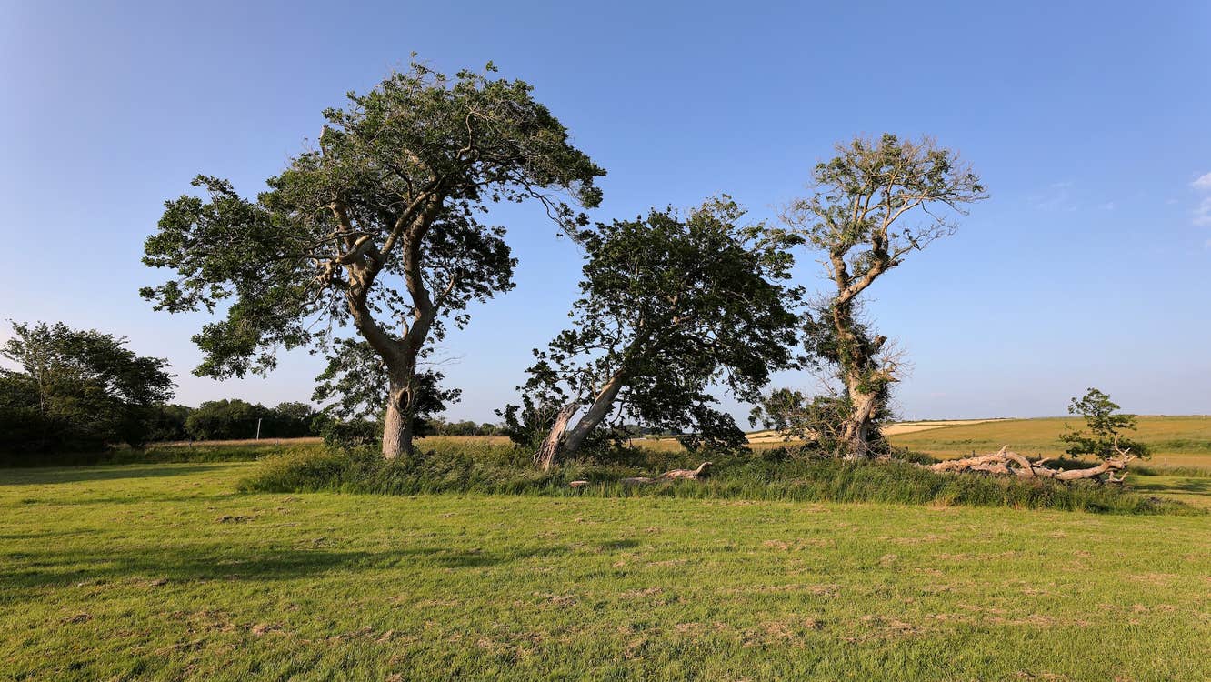 Trees in Rinville Park, Galway