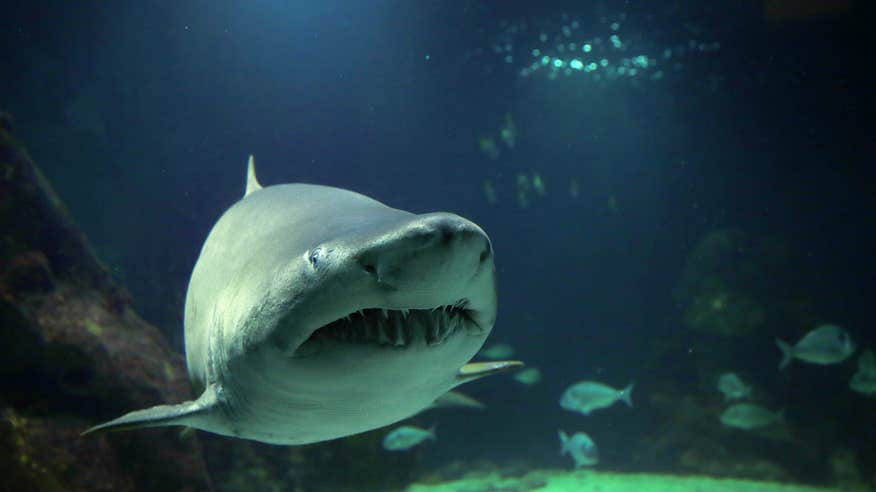 Shark swimming at the Dingle Oceanworld Aquarium.