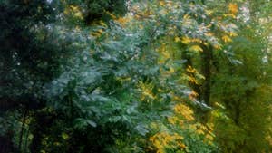 Monicknew Woods
