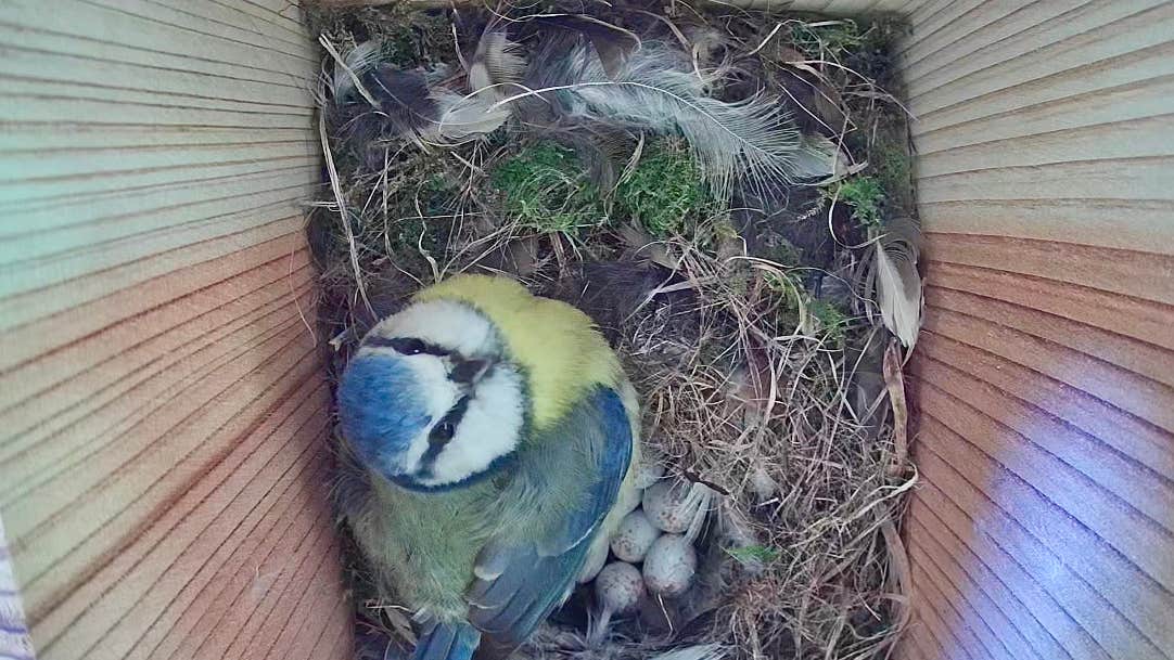 Blue tit bird box live streaming from the Organic Centre, Leitrim as build up for Biodiversity Week,