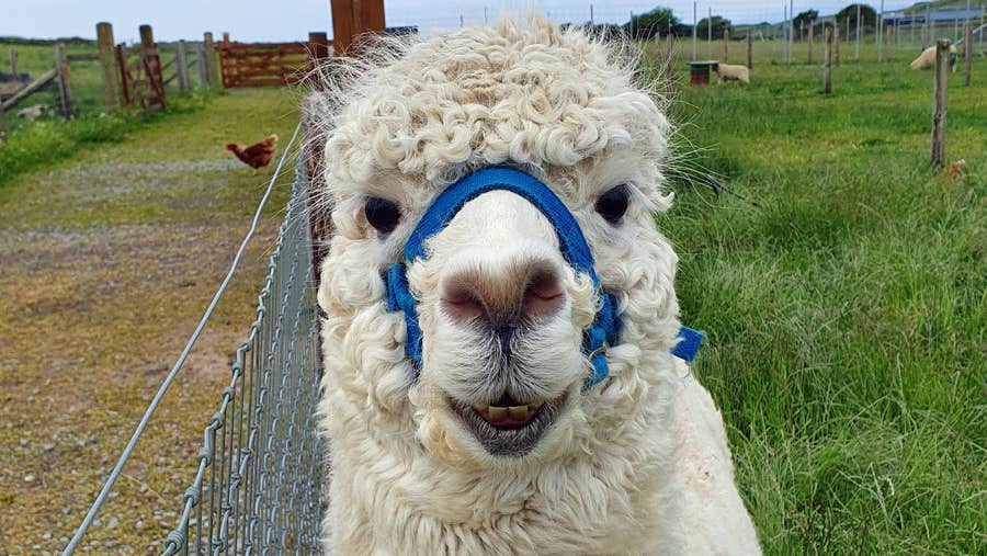 A white alpaca seems to smile into the camera