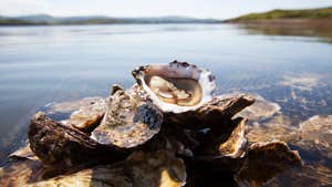 Some DK Connemara Oysters on a rock by the water's edge in County Galway.
